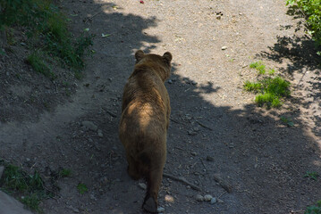 Witness the raw power of nature! A magnificent brown bear traverses a vibrant green landscape,...