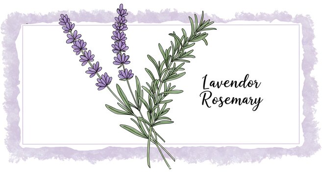lavender flowers border