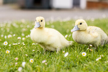 two little ducklings