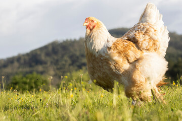 brahma hen in the grass