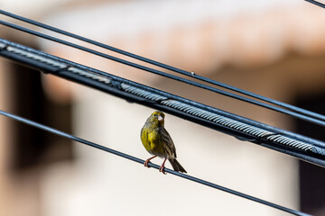 Serinus canaria pertenece a la familia de Fringillidae.