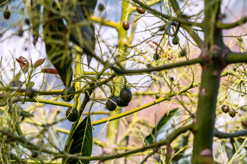 Persea americana pertenece a la familia de Lauraceae