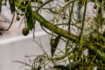 Persea americana pertenece a la familia de Lauraceae