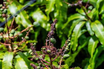Mangifera indica pertenece a la familia Anacardiaceae.	