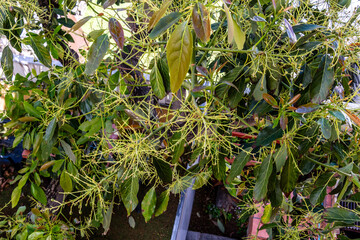Persea americana pertenece a la familia de Lauraceae