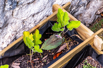 Cultivo ecológico en un huerto urbano.