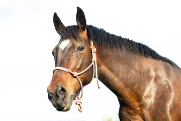 Naklejka premium portrait of a horse