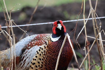 pheasant in the grass