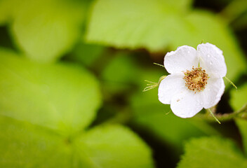 Close up of a white flower blooming on the Mt.Hood National Forest floor, surrounded by green...