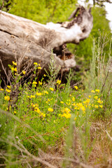 Yellow wildflowers bloom at the base of a fallen tree stump on the floor of the Mt.Hood National Forrest. 