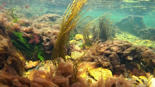 Underwater landscape of algae, filamentous red and green algae growing in clear water on stones near the shore