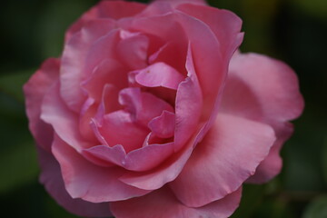 pink valentine rose
