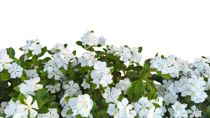 Cluster of blooming white periwinkle flowers with lush green leaves on a transparent background, perfect for floral themes, weddings, and natural design elements
