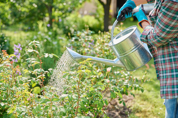 Woman with watering can watering rose flower bed in backyard