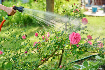 Close up of hose watering rose flower bed in backyard