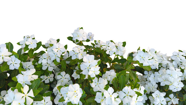 Cluster of blooming white periwinkle flowers with lush green leaves on a transparent background, perfect for floral themes, weddings, and natural design elements - Powered by Adobe