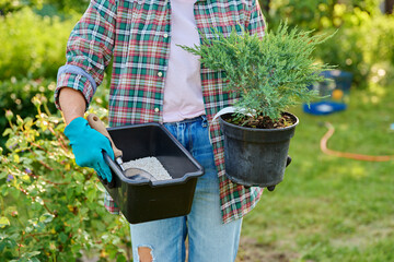 Plant Juniperus in pot in hands of gardener and mineral fertilizers for coniferous plants