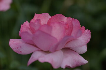 pink valentine rose