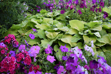 A lush garden filled with large green leaves, typical of hostas, surrounded by a variety of...
