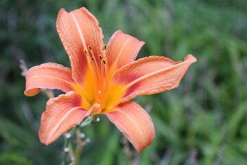 Close-Up of Vibrant Orange Daylily with Yellow Accents