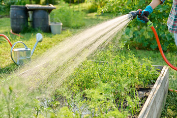 Watering plants on raised garden bed with hose