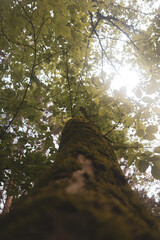 A moss-covered tree trunk. Vertical photo from bottom to top