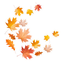 Obraz premium variety of autumn leaves highlighted on a white background