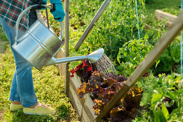 Gardener with watering can watering tomato plants lettuce leaves