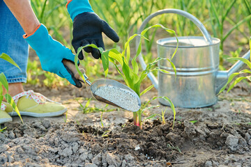Close up of mineral fertilizers in hands, fertilizing corn plants