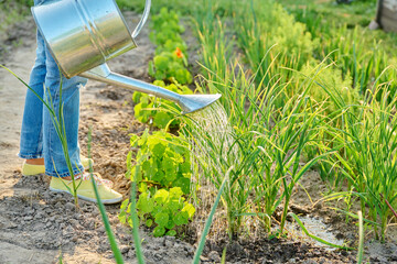 Gardener with watering can in hands watering green garlic plants