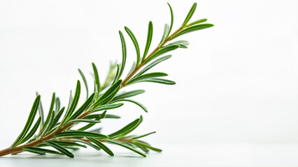 Fototapeta premium Single rosemary sprig isolated on a white background for culinary, botanical, or educational use. For herb identification and ingredient reference.