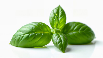 Obraz premium Close-up of fresh basil leaves isolated on a white background for culinary, herbal, or botanical use. Food, health, or plant identification purposes.