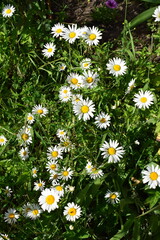 Fototapeta premium A group of white daisies with yellow centers on a background of green grass. Daisies and Ferns in Green Grass