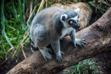 Fototapeta premium ring tailed lemur