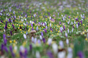 field of purple flowers