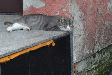Cat Lounging by Weathered Wall with Peeling Paint