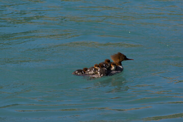A heartwarming sight: a protective duck carries its adorable ducklings on its back, gracefully gliding across calm blue waters. A tender moment of nature's nurturing love.