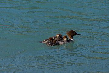 A heartwarming sight: a protective duck carries its adorable ducklings on its back, gracefully gliding across calm blue waters. A tender moment of nature's nurturing love.