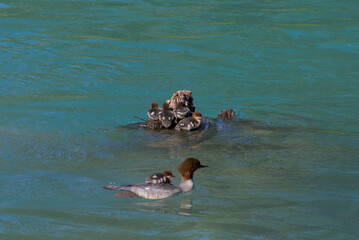 Obraz premium A heartwarming sight: a protective duck carries its adorable ducklings on its back, gracefully gliding across calm blue waters. A tender moment of nature's nurturing love.