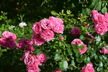 A cluster of vibrant pink roses with lush green leaves, likely in a garden setting. Lush Garden...