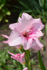 A light pink gladiolus flower, with more intense pink details on the petals. Gladiolus in Pastel Hues
