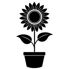 Obraz premium Sunflower in a pot isolated on white background