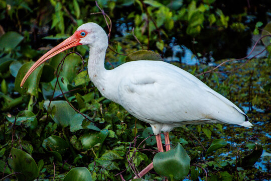 CLose-Up Of A White  Ibis  In A Wetland  - Powered by Adobe