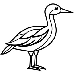 duck vector illustration