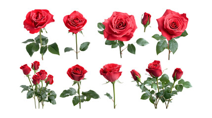 Red Rose Collection Blooms Buds and Stems for Design Elements On Transparent Background