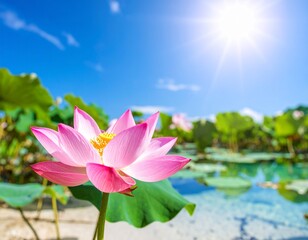 Pink Lotus Flower Blooming Gracefully in Natural Light

