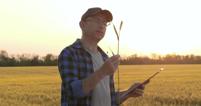 man agronomist stands in field of ripe wheat during sunset, holding wheat ear in his hand. agronomist takes notes. Monitoring crop quality and readiness for harvest in golden light.