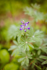 Pacific Northwest purple flower in the fresh morning light. Dew still collected on its petals from the moisture of the prior night. 