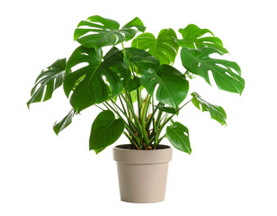 Monstera deliciosa flowerpot isolated on white background