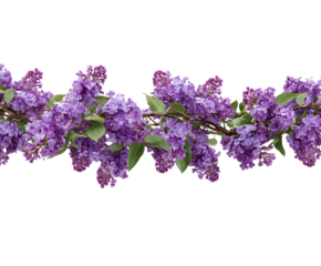 Soft Purple Lilacs in Hanging Floral Garland